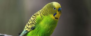 Preview wallpaper budgerigar, parrot, bird, bright, twine