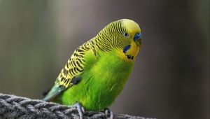 Preview wallpaper budgerigar, parrot, bird, bright, twine