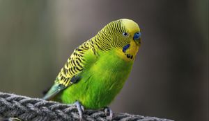 Preview wallpaper budgerigar, parrot, bird, bright, twine