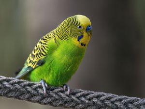 Preview wallpaper budgerigar, parrot, bird, bright, twine