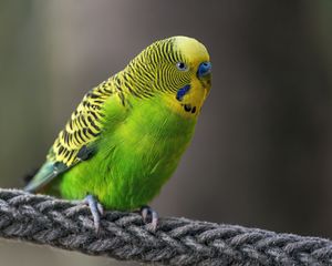 Preview wallpaper budgerigar, parrot, bird, bright, twine