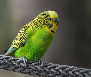 Preview wallpaper budgerigar, parrot, bird, bright, twine