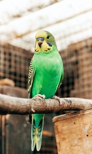 Preview wallpaper budgerigar, parrot, bird, bright