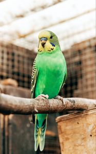 Preview wallpaper budgerigar, parrot, bird, bright