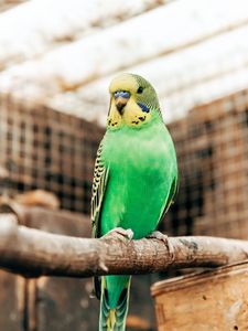 Preview wallpaper budgerigar, parrot, bird, bright