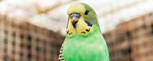 Preview wallpaper budgerigar, parrot, bird, bright