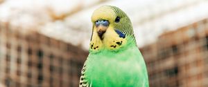 Preview wallpaper budgerigar, parrot, bird, bright