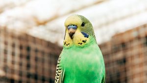 Preview wallpaper budgerigar, parrot, bird, bright