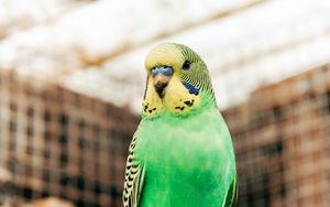 Preview wallpaper budgerigar, parrot, bird, bright