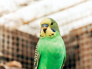 Preview wallpaper budgerigar, parrot, bird, bright