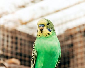 Preview wallpaper budgerigar, parrot, bird, bright