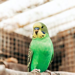 Preview wallpaper budgerigar, parrot, bird, bright