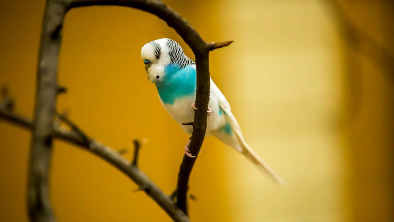 Wallpaper budgerigar, parrot, bird, branch