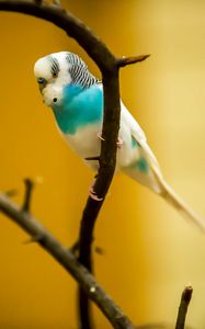 Preview wallpaper budgerigar, parrot, bird, branch