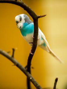 Preview wallpaper budgerigar, parrot, bird, branch