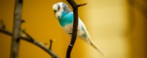 Preview wallpaper budgerigar, parrot, bird, branch