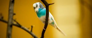 Preview wallpaper budgerigar, parrot, bird, branch