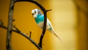 Preview wallpaper budgerigar, parrot, bird, branch