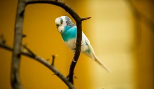 Preview wallpaper budgerigar, parrot, bird, branch