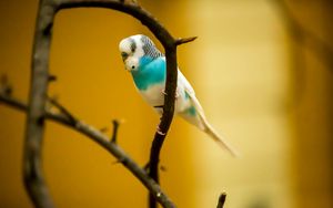 Preview wallpaper budgerigar, parrot, bird, branch