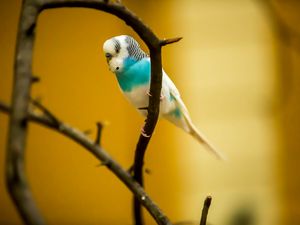 Preview wallpaper budgerigar, parrot, bird, branch