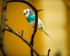 Preview wallpaper budgerigar, parrot, bird, branch