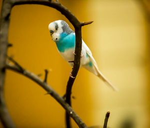 Preview wallpaper budgerigar, parrot, bird, branch