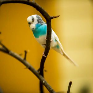 Preview wallpaper budgerigar, parrot, bird, branch