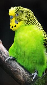 Preview wallpaper budgerigar, parrot, bird, tree, branch, green