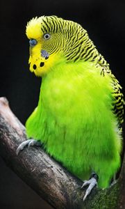 Preview wallpaper budgerigar, parrot, bird, tree, branch, green