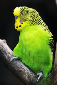 Preview wallpaper budgerigar, parrot, bird, tree, branch, green