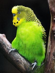 Preview wallpaper budgerigar, parrot, bird, tree, branch, green