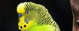 Preview wallpaper budgerigar, parrot, bird, tree, branch, green