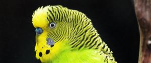 Preview wallpaper budgerigar, parrot, bird, tree, branch, green