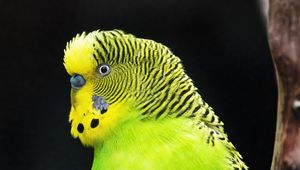 Preview wallpaper budgerigar, parrot, bird, tree, branch, green