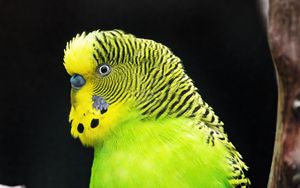 Preview wallpaper budgerigar, parrot, bird, tree, branch, green