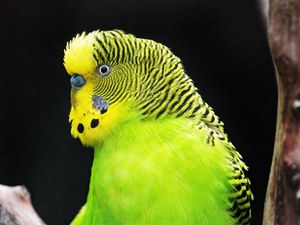 Preview wallpaper budgerigar, parrot, bird, tree, branch, green