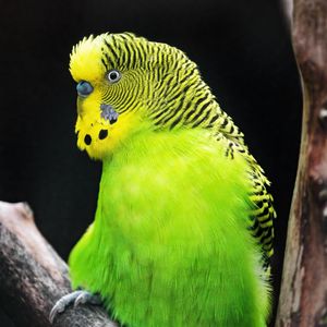 Preview wallpaper budgerigar, parrot, bird, tree, branch, green