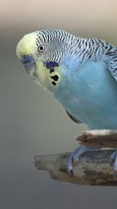 Preview wallpaper budgerigar, parrot, bird, blue