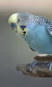 Preview wallpaper budgerigar, parrot, bird, blue