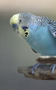 Preview wallpaper budgerigar, parrot, bird, blue