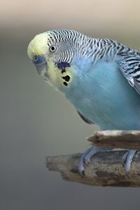 Preview wallpaper budgerigar, parrot, bird, blue