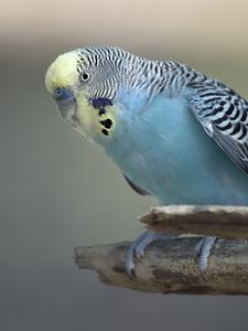 Preview wallpaper budgerigar, parrot, bird, blue