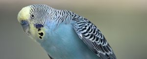 Preview wallpaper budgerigar, parrot, bird, blue