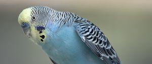 Preview wallpaper budgerigar, parrot, bird, blue