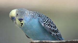 Preview wallpaper budgerigar, parrot, bird, blue