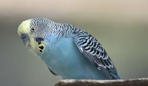 Preview wallpaper budgerigar, parrot, bird, blue