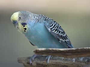 Preview wallpaper budgerigar, parrot, bird, blue