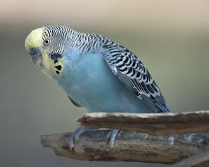 Preview wallpaper budgerigar, parrot, bird, blue