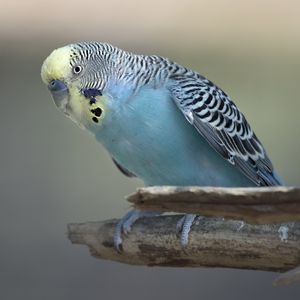 Preview wallpaper budgerigar, parrot, bird, blue